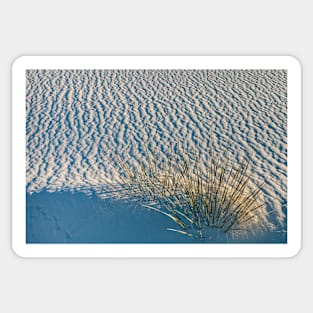 Yucca in White Sand Sticker